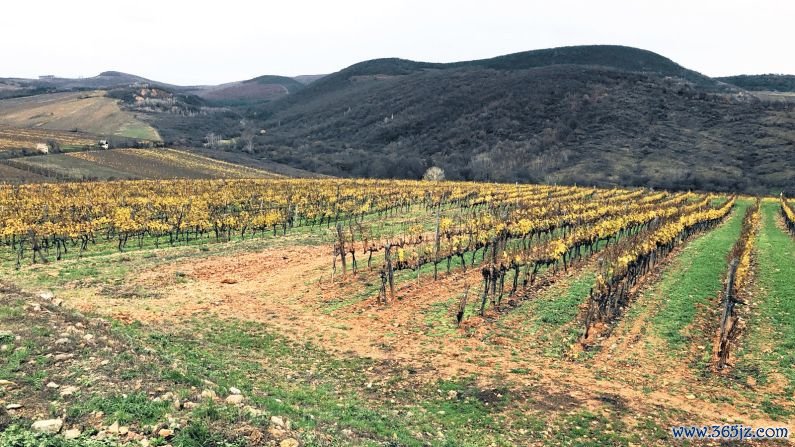 Harvesting process: Essencia can only be made during years when the harvest is "exceptionally good," with more or less perfect conditions for botrytis.