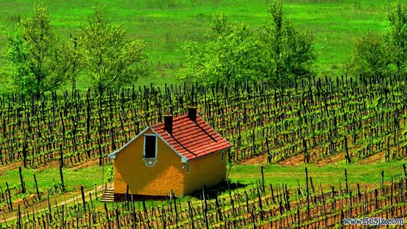 Fine vineyards: The Tokaji wines produced in Hungary's Tokaj wine region are reliant on botrytis cinerea mold, known as "noble rot." 